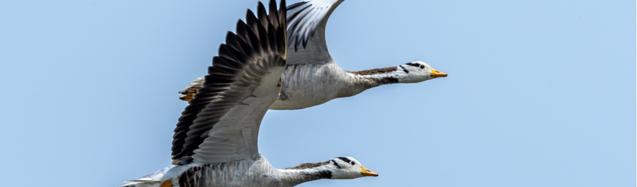 Por que os pássaros podem voar sobre o Monte Everest – Edição 94: em evolução