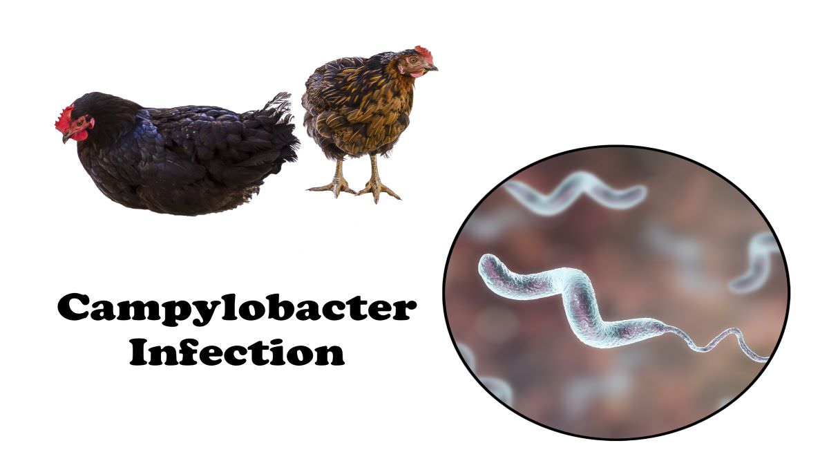 Pesquisadores exploram resistência a Campylobacter em galinhas