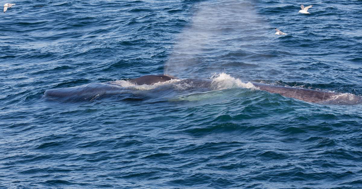 Resenhas da base secreta: baleias azuis