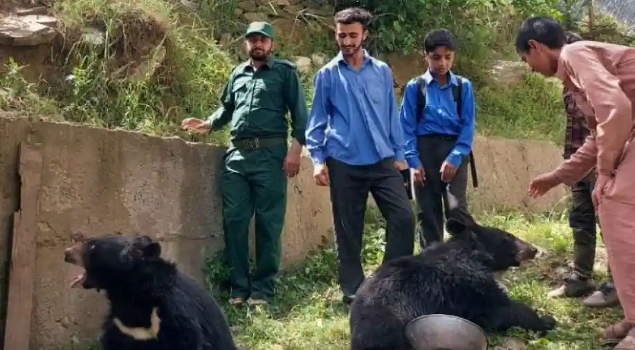 Dois filhotes de urso asiáticos órfãos perto da fronteira Índia-Paquistão voltam para casa