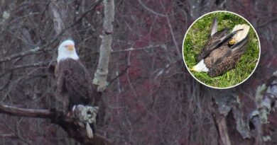 Taxpayers on hook as NFL player’s dad gets federal public defender in eagle poaching case
