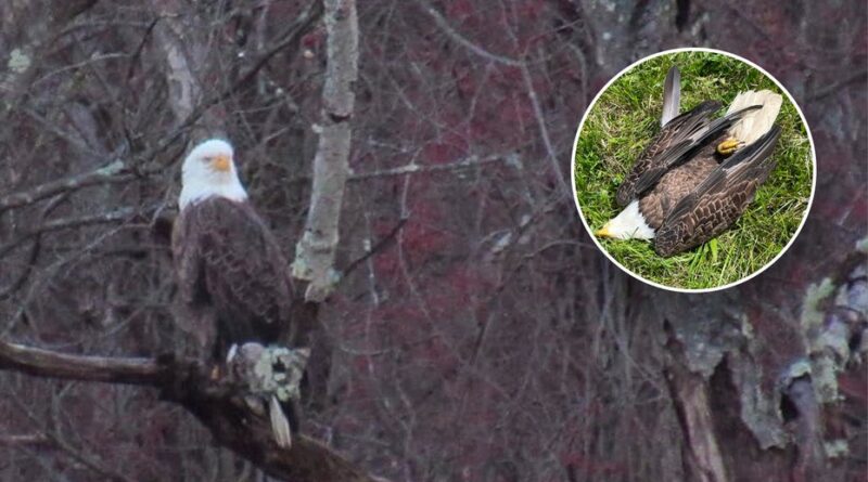 Taxpayers on hook as NFL player’s dad gets federal public defender in eagle poaching case